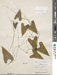 Dioscorea polygonoides image