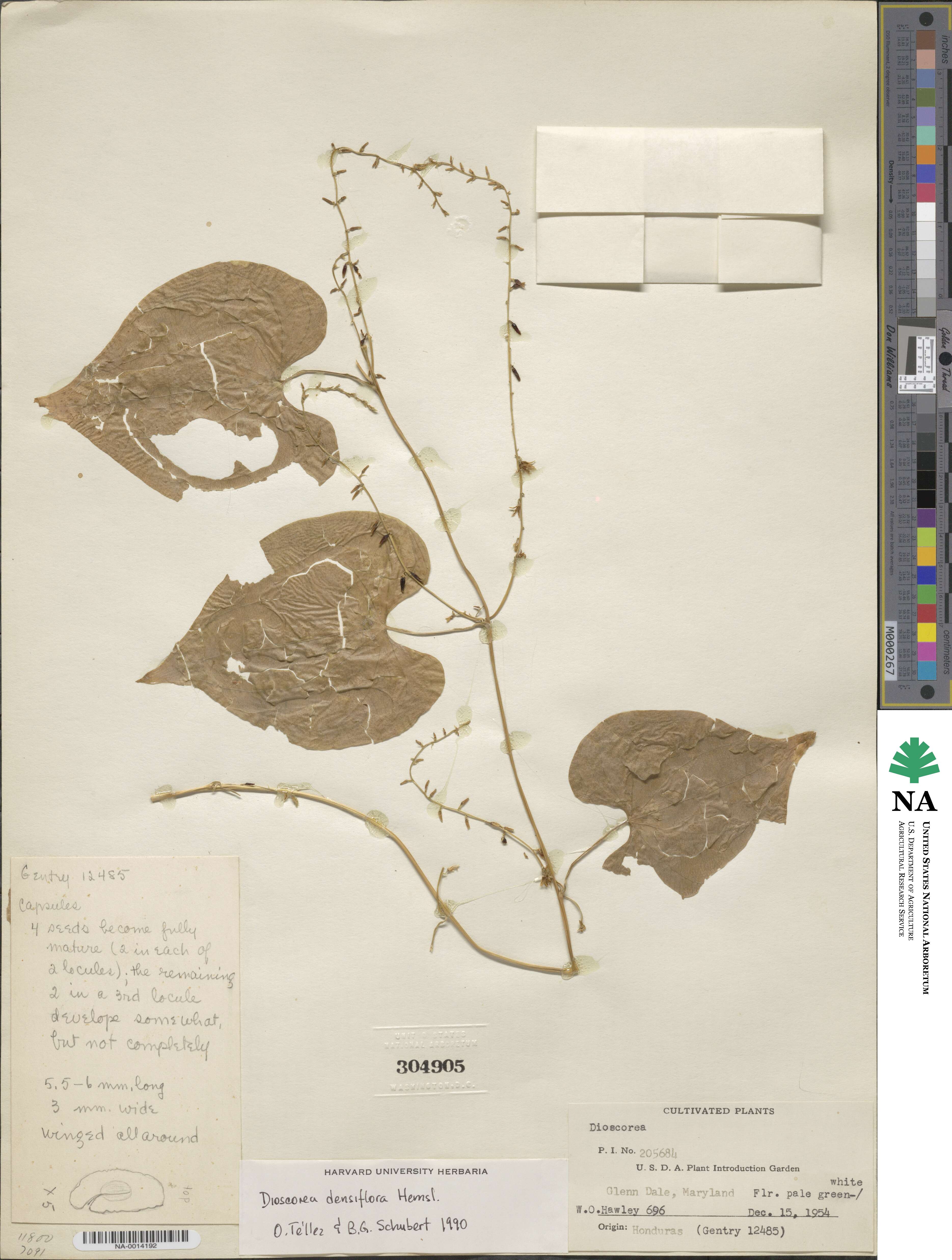 Dioscorea densiflora image