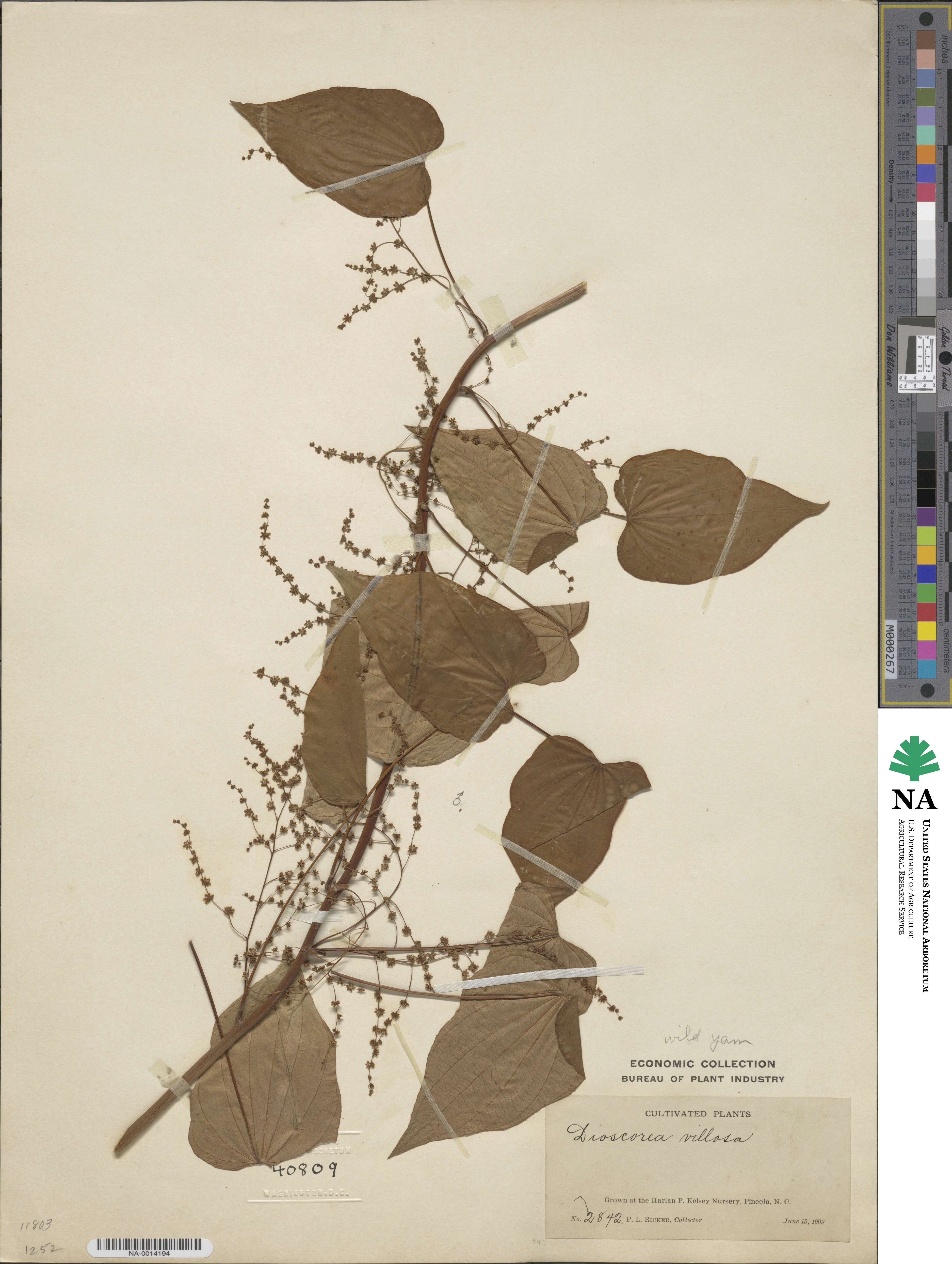 Dioscorea villosa image