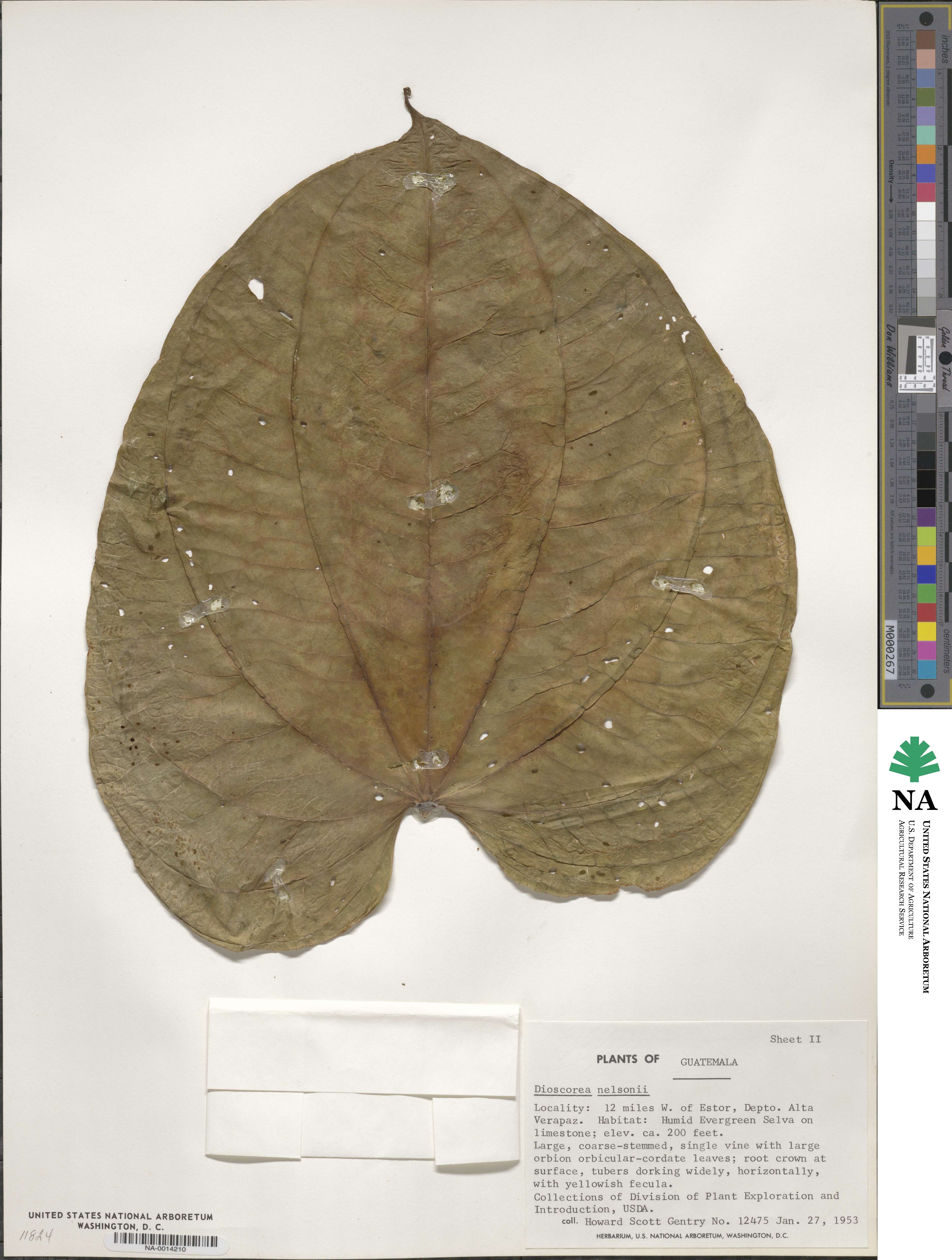 Dioscorea nelsonii image