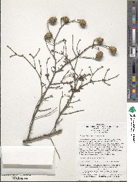 Image of Tsuga chinensis