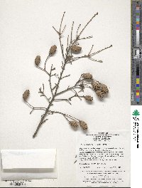 Tsuga chinensis image