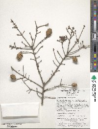 Tsuga chinensis image