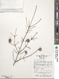 Tsuga chinensis image