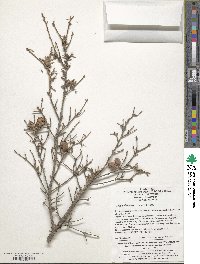 Tsuga chinensis image