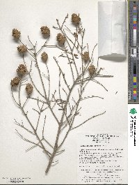 Tsuga chinensis image