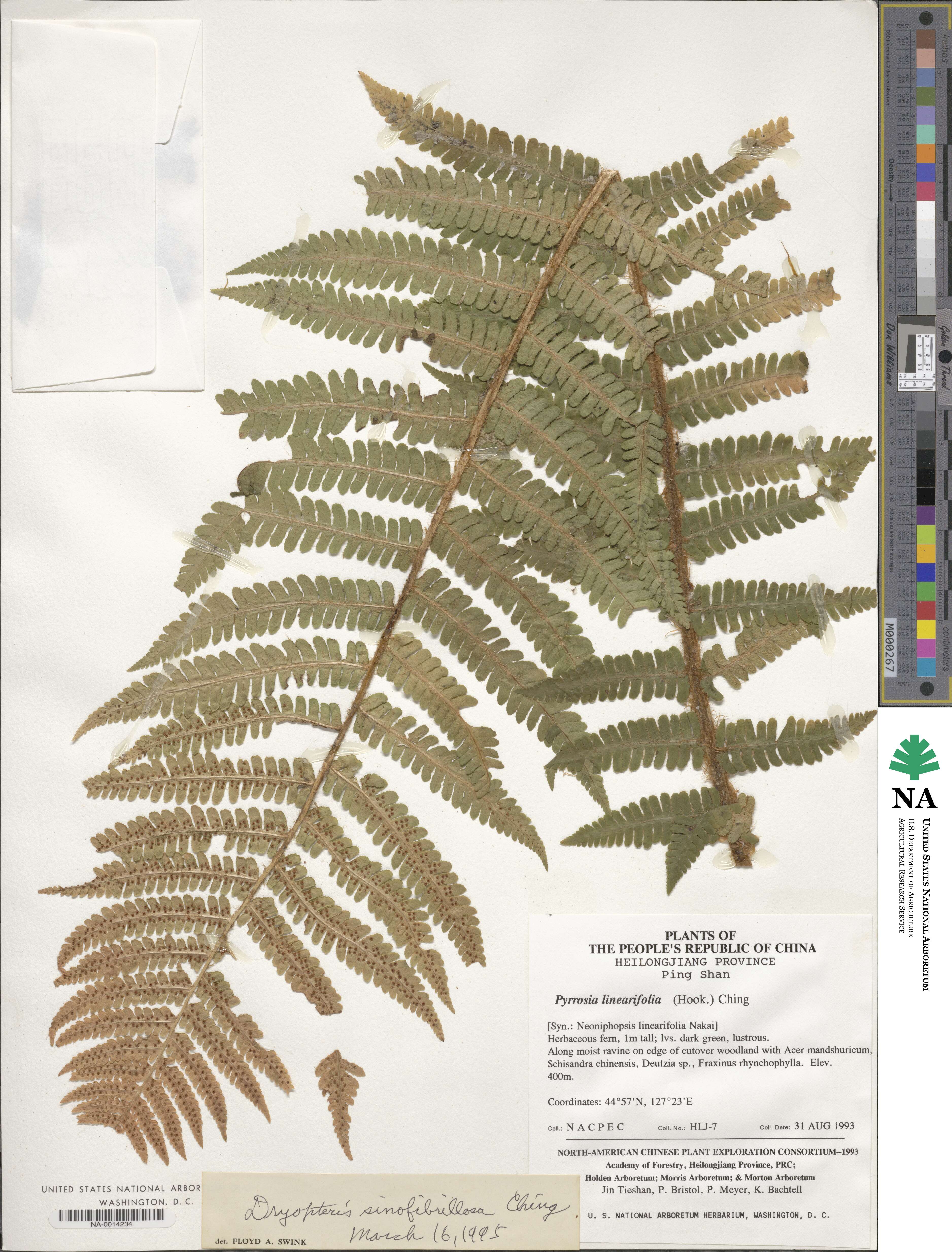 Dryopteris xanthomelas image