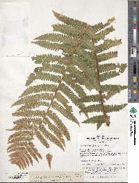 Dryopteris xanthomelas image