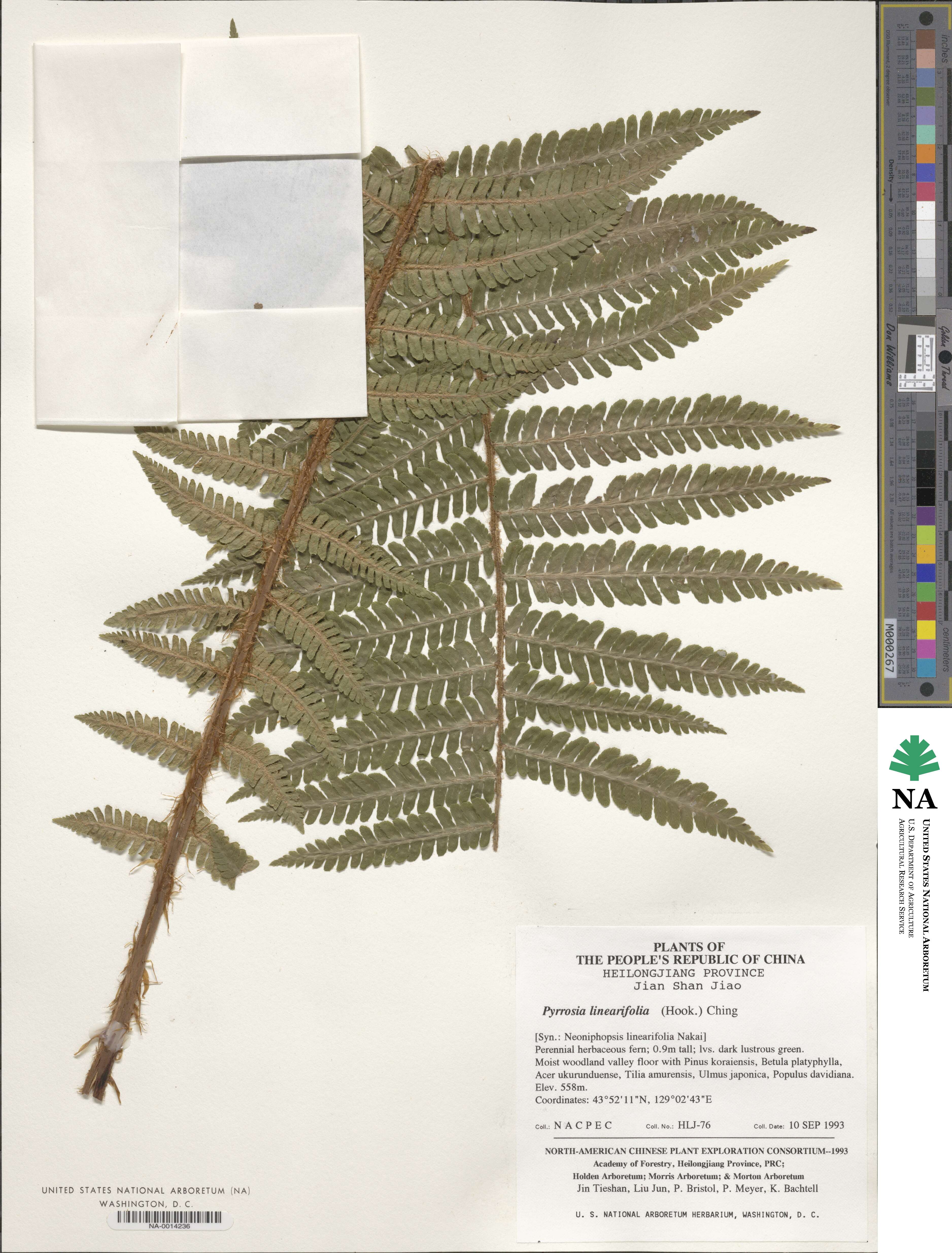 Pyrrosia linearifolia image