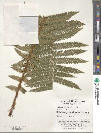 Pyrrosia linearifolia image