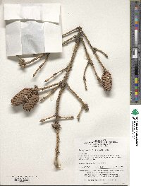 Picea jezoensis image