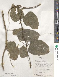 Dioscorea bartlettii image