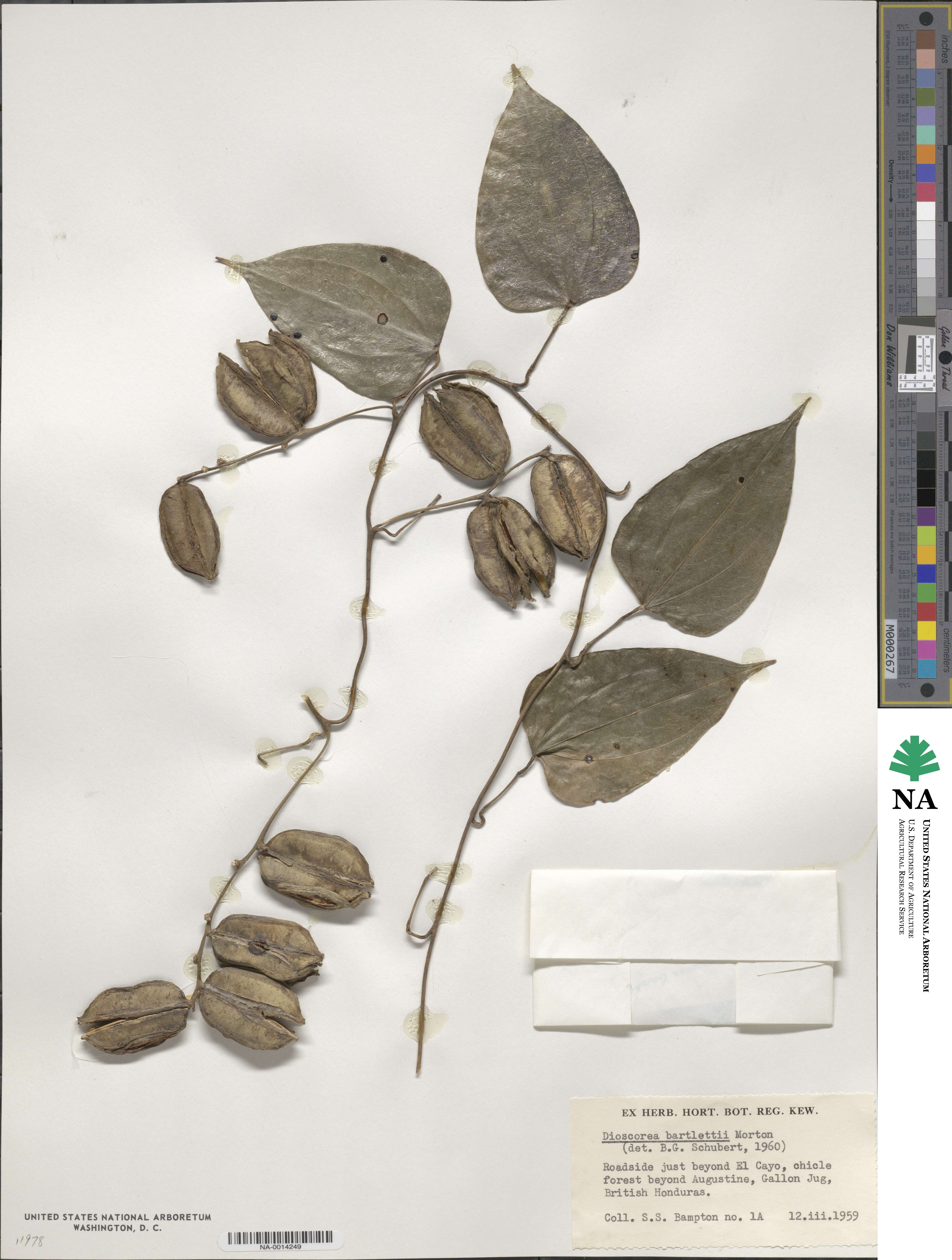 Dioscorea bartlettii image