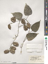 Dioscorea bartlettii image