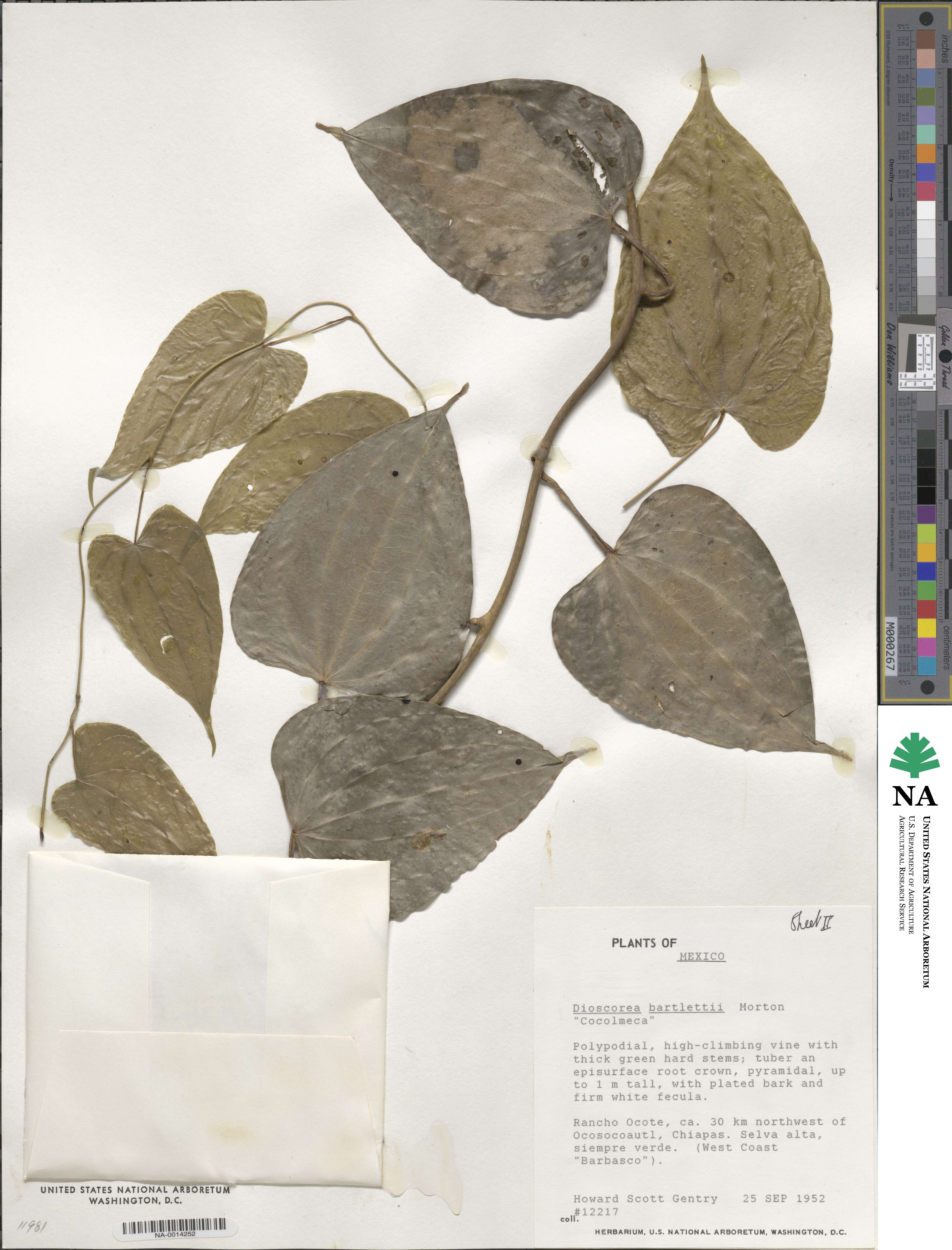 Dioscorea bartlettii image