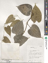 Dioscorea bartlettii image