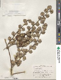 Dioscorea alata image