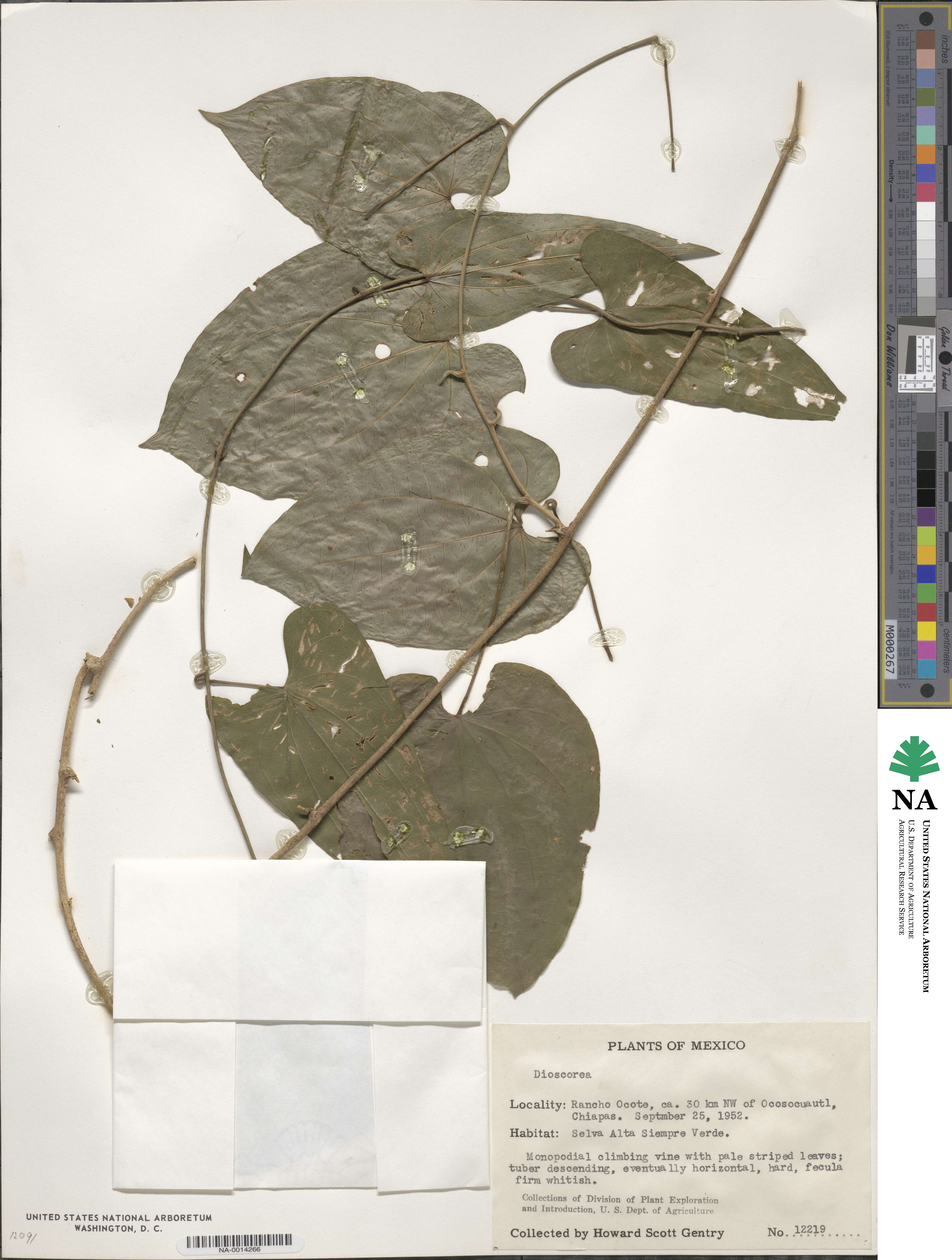 Dioscorea image