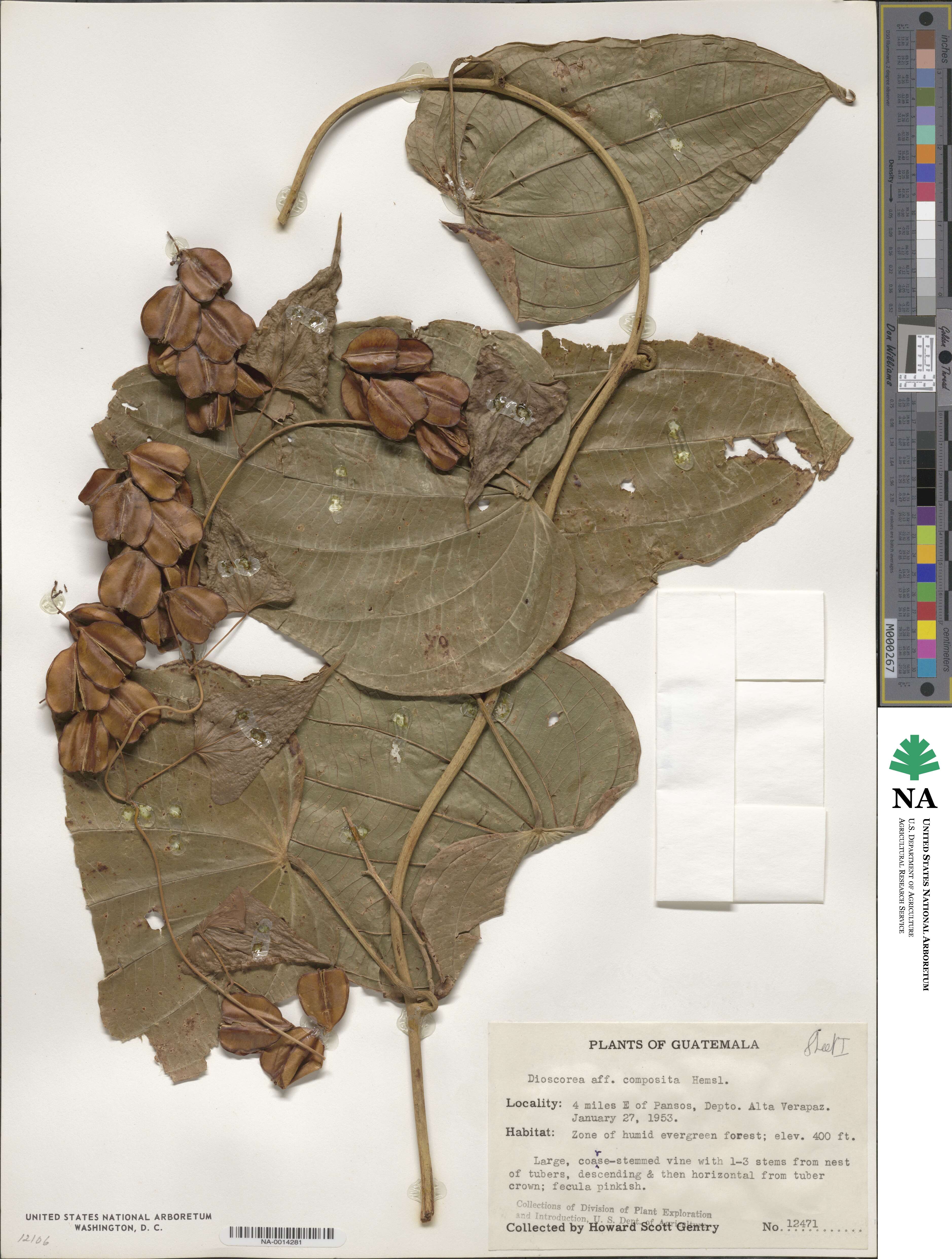 Dioscorea composita image