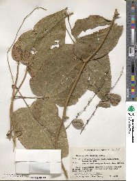 Dioscorea composita image