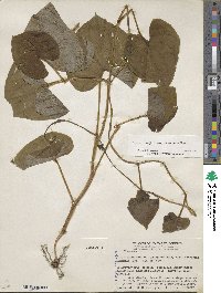 Dioscorea remotiflora image