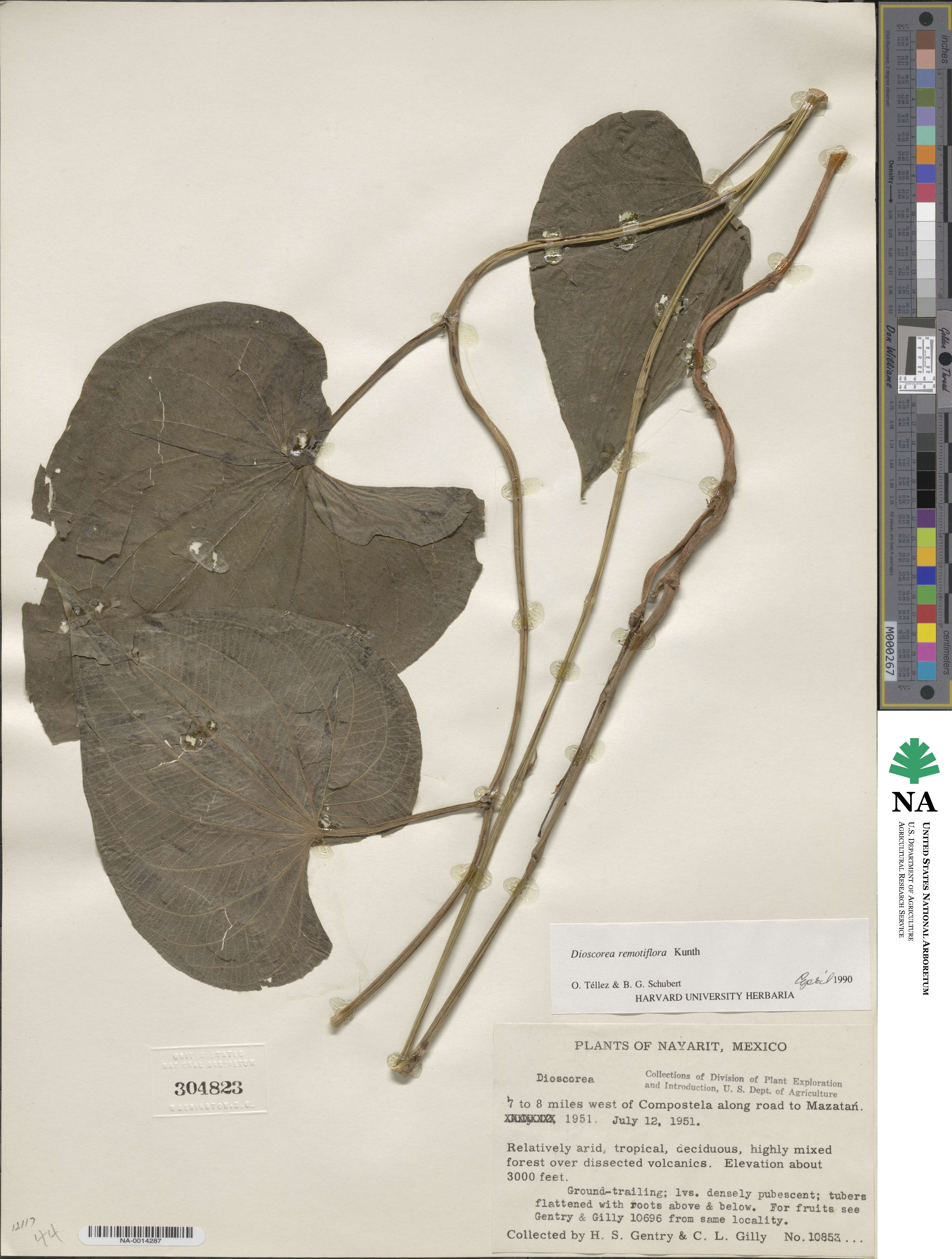 Dioscorea remotiflora image