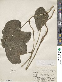 Dioscorea remotiflora image