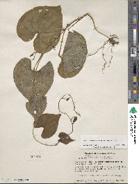 Dioscorea remotiflora image