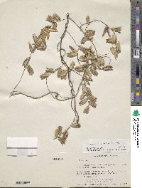 Dioscorea convolvulacea image