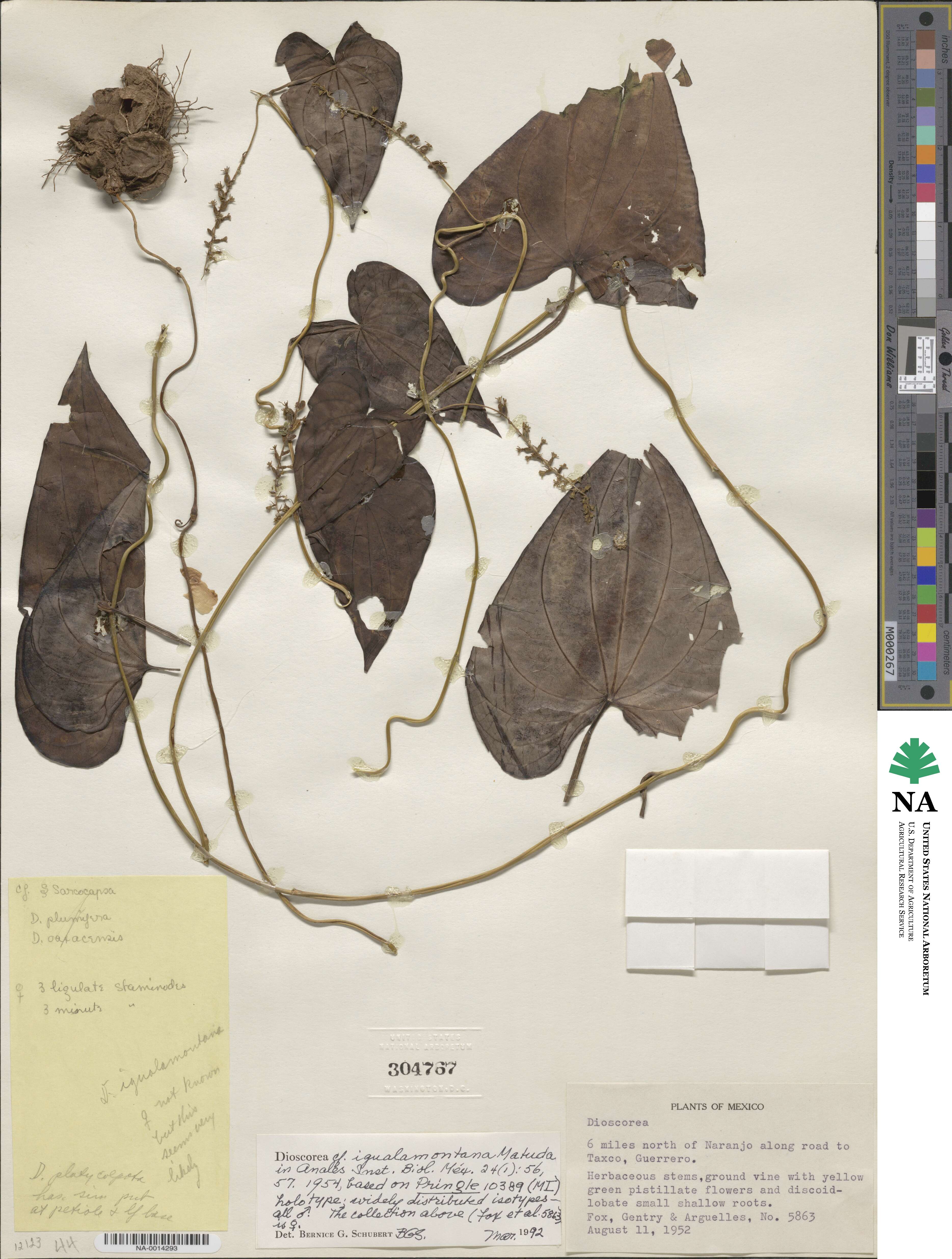 Dioscorea igualamontana image