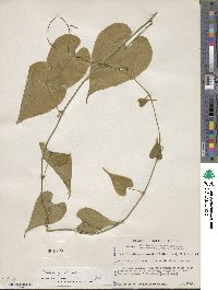 Dioscorea palmeri image