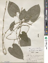 Dioscorea floribunda image