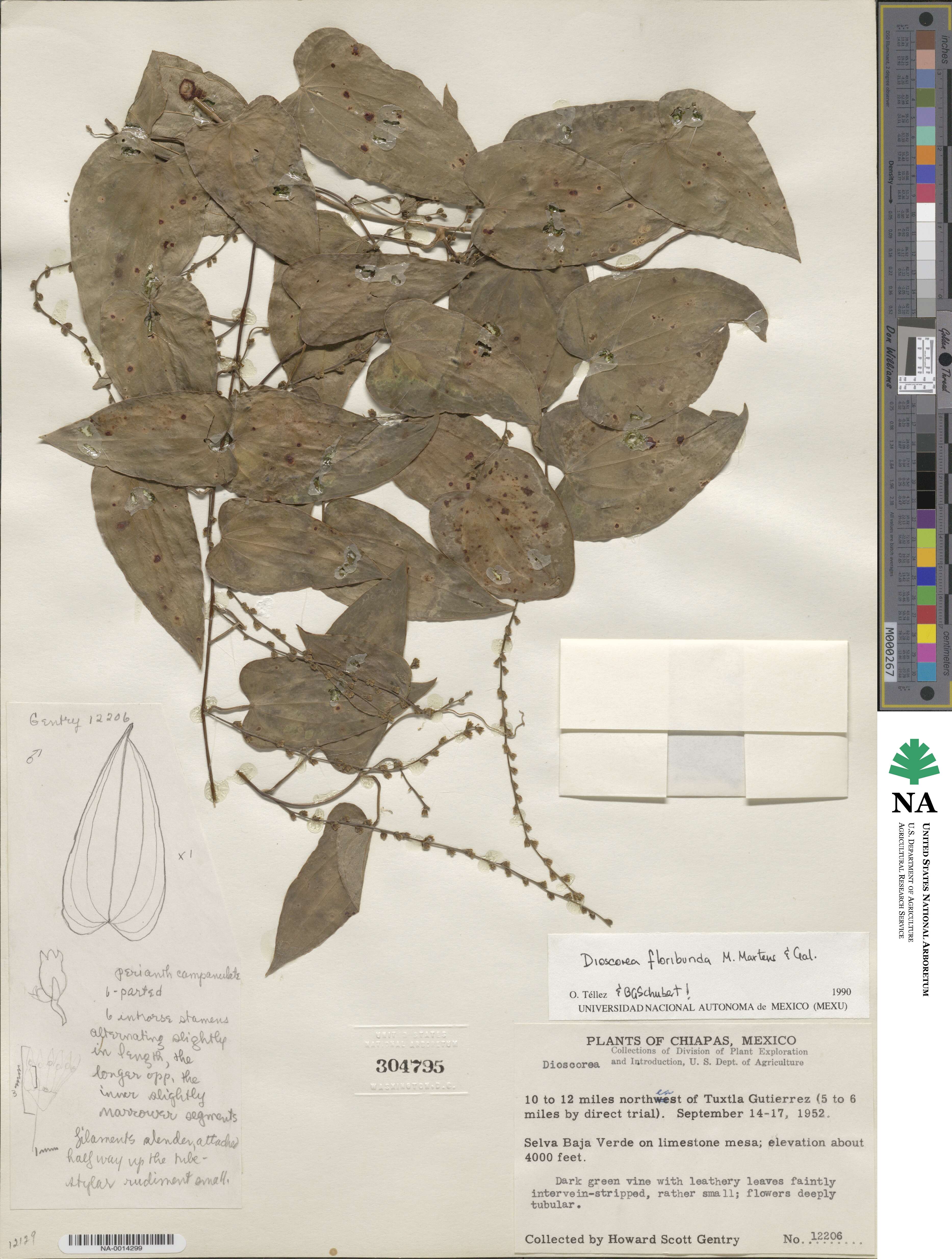 Dioscorea floribunda image