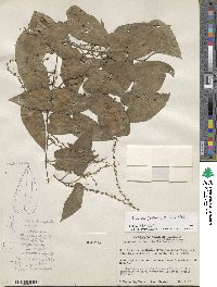 Dioscorea floribunda image