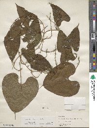 Dioscorea mexicana image