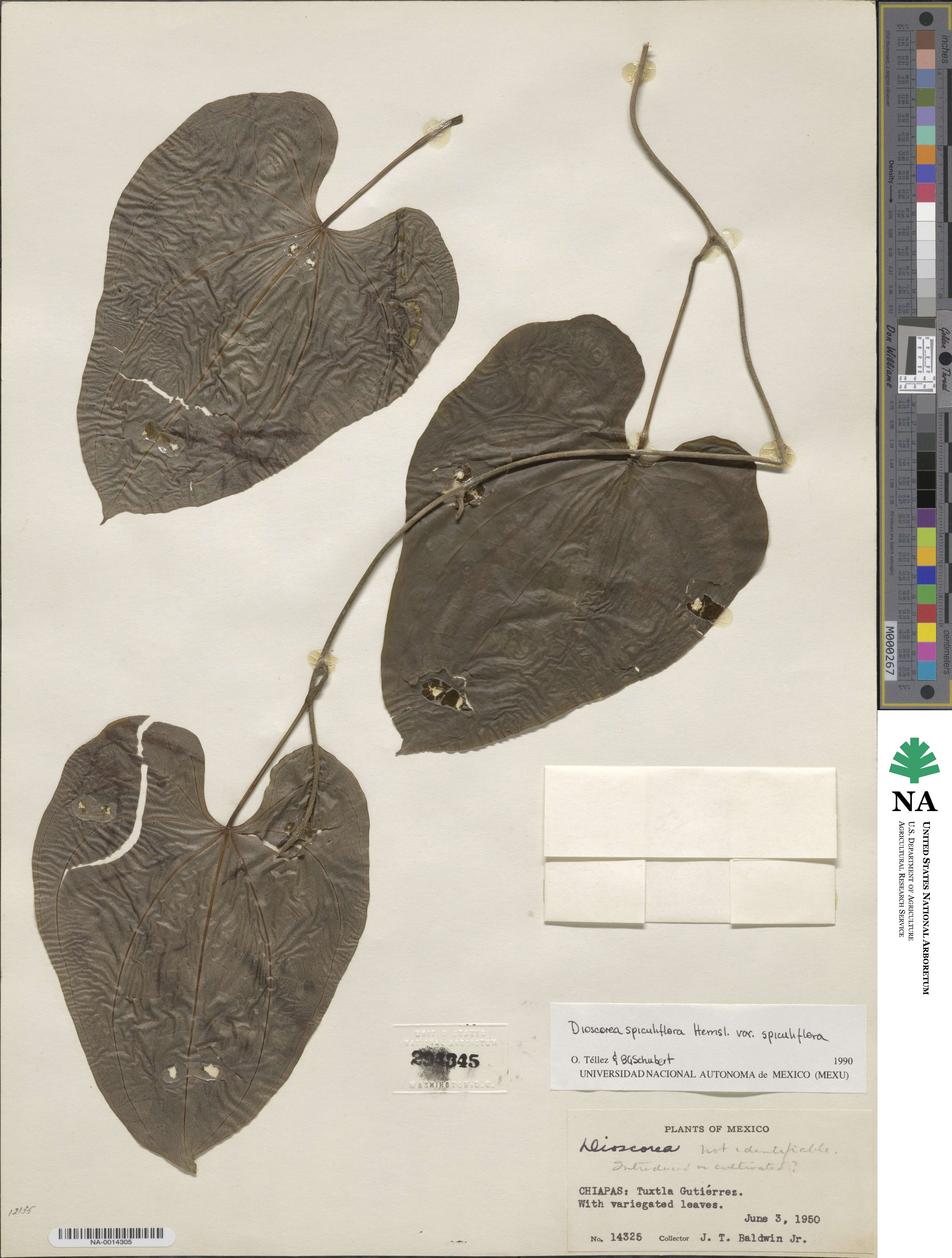 Dioscorea spiculiflora var. spiculiflora image