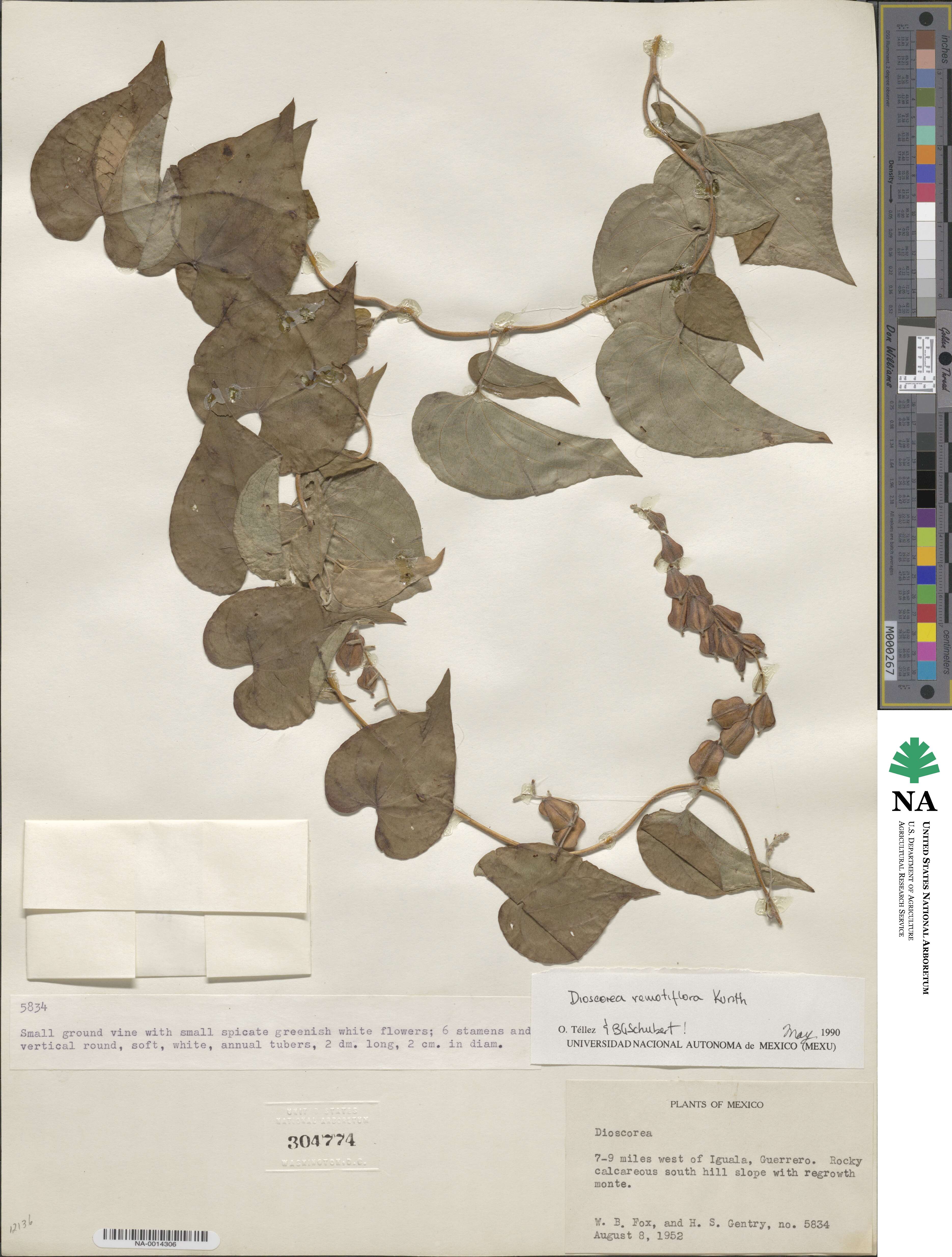 Dioscorea remotiflora image