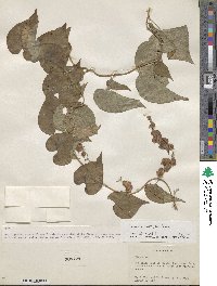 Dioscorea remotiflora image