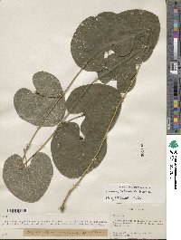 Dioscorea subtomentosa image