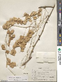 Dioscorea floribunda image