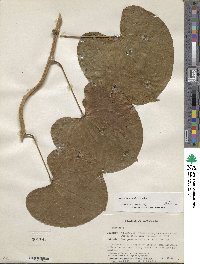 Dioscorea urophylla image