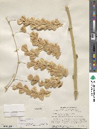 Dioscorea spiculiflora var. spiculiflora image