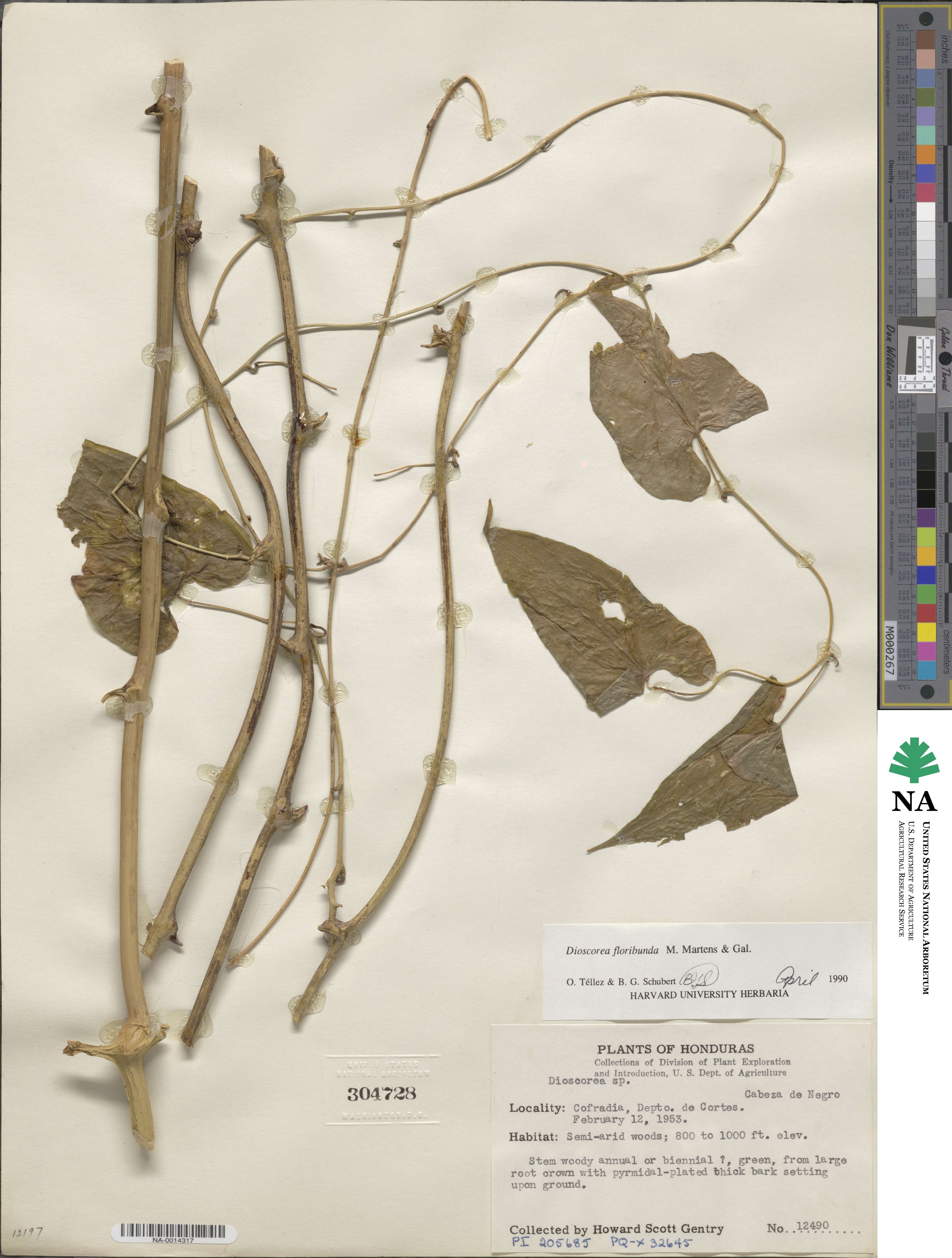 Dioscorea floribunda image