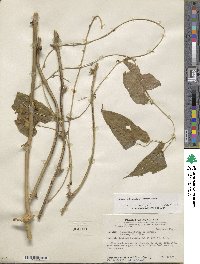 Dioscorea floribunda image