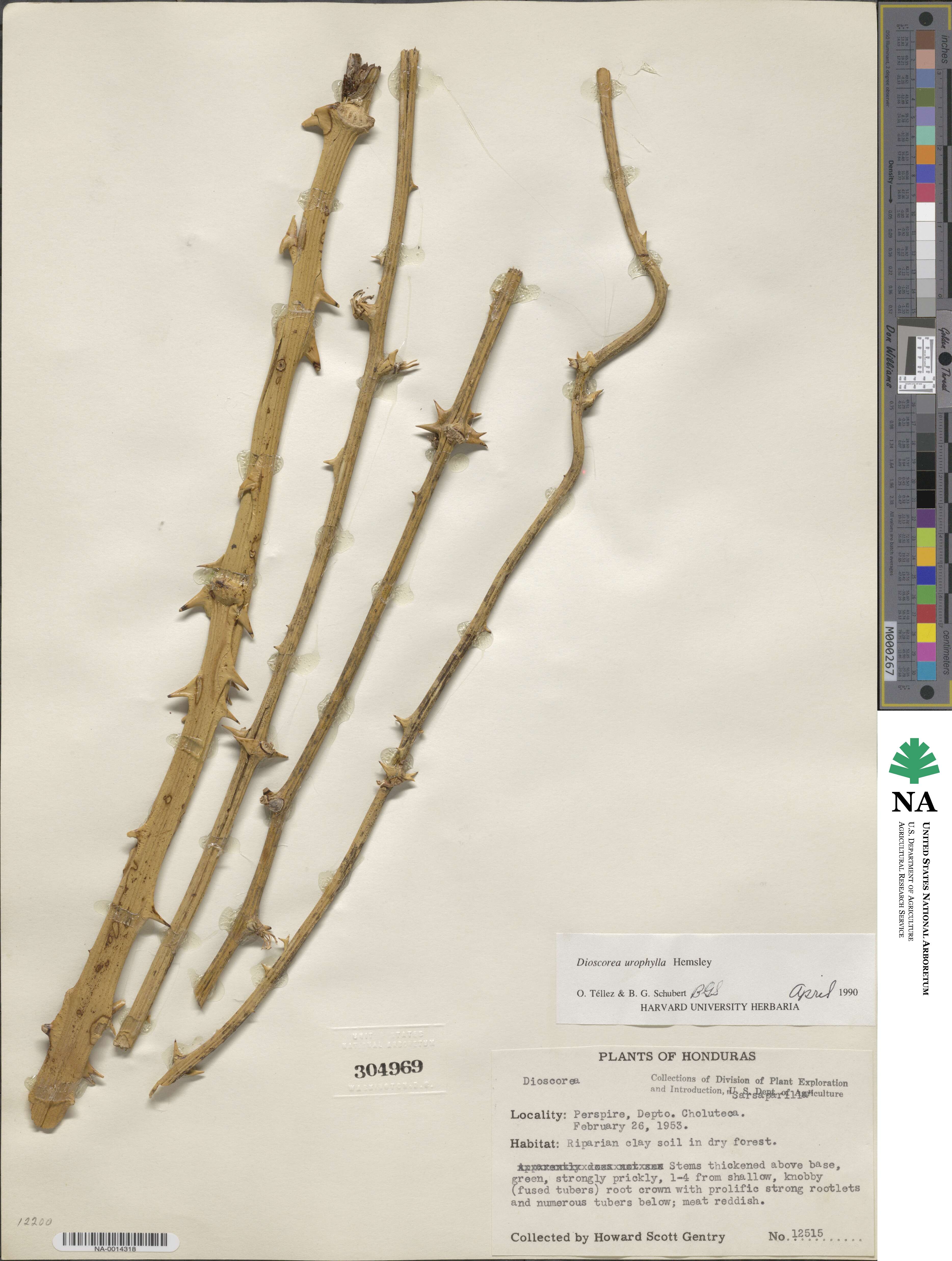 Dioscorea urophylla image