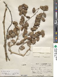 Dioscorea urophylla image