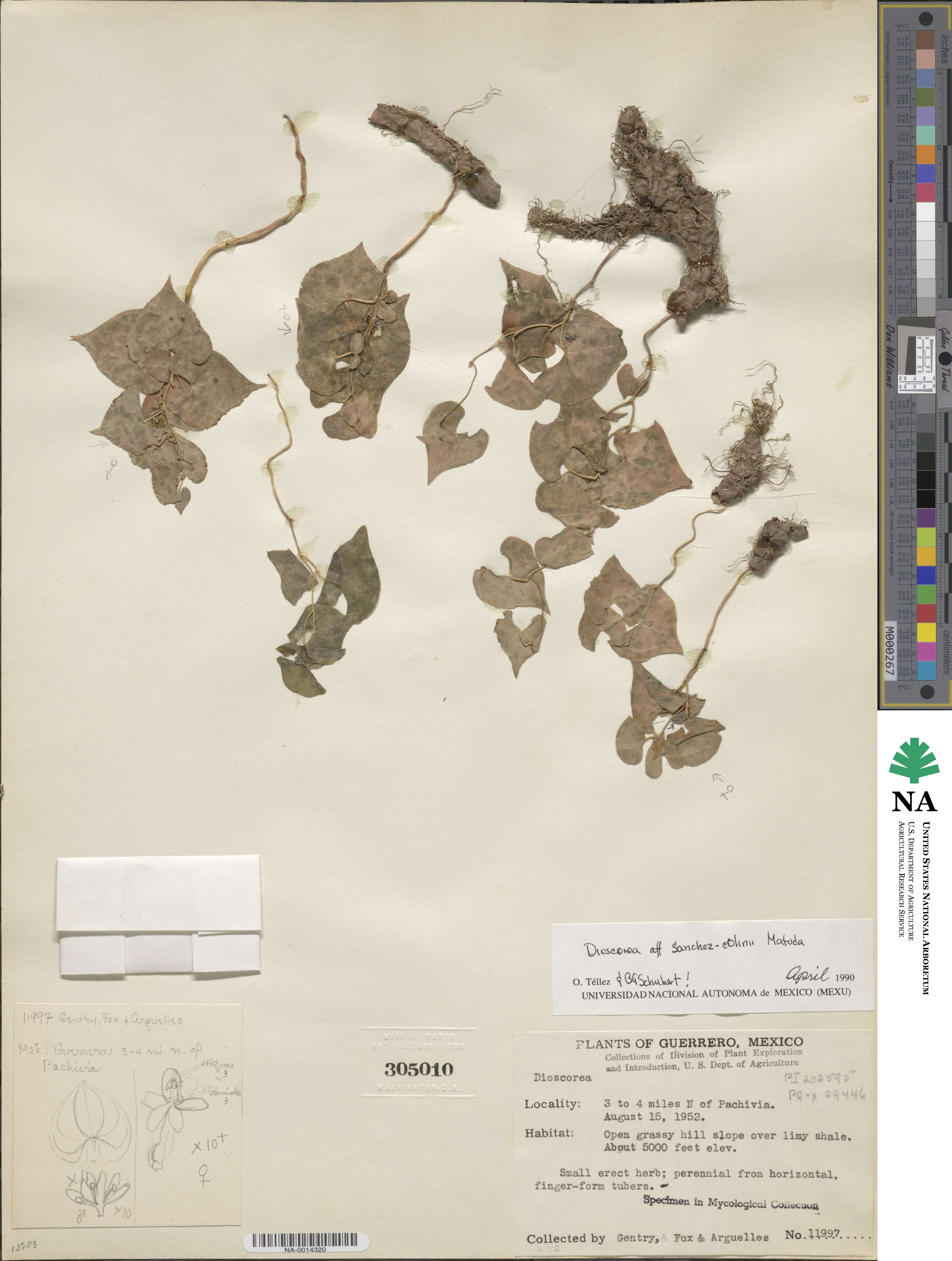 Dioscorea sanchez-colinii image