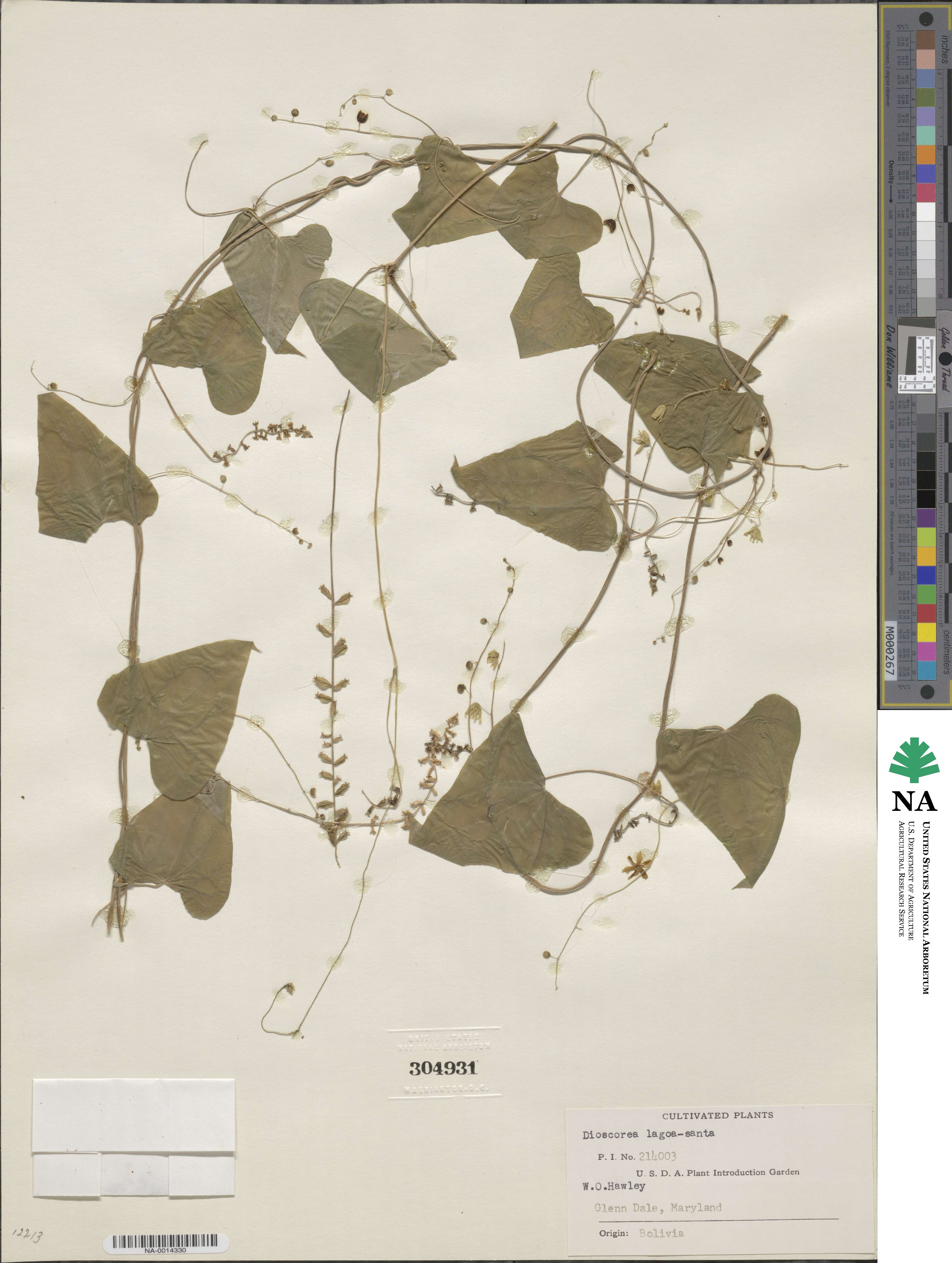 Dioscorea monadelpha image