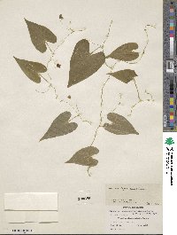 Dioscorea monadelpha image