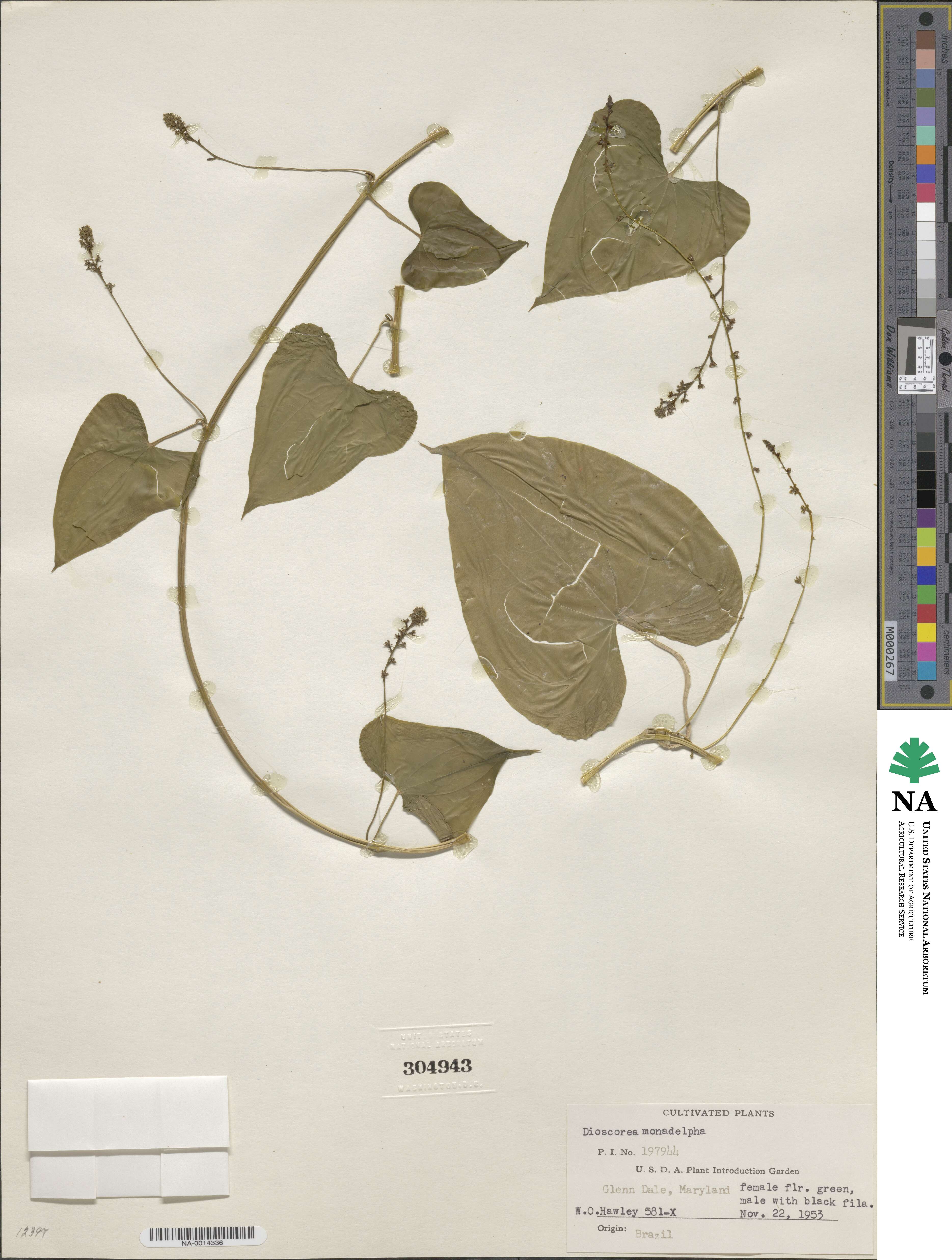 Dioscorea monadelpha image